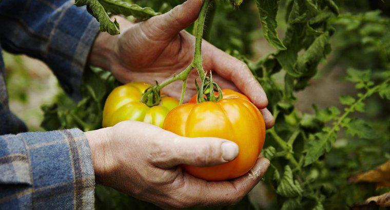 ¿Cuáles son algunos consejos para el cultivo de tomate?