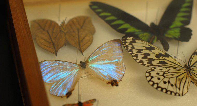 ¿Cómo se conservan las mariposas muertas?