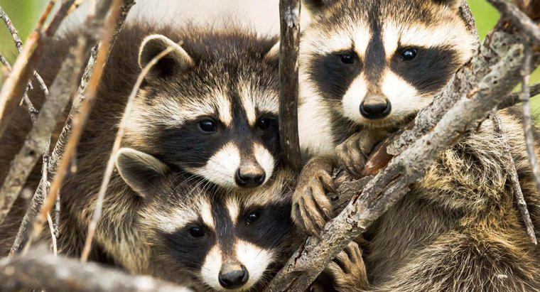¿Cómo se llama un grupo de mapaches?