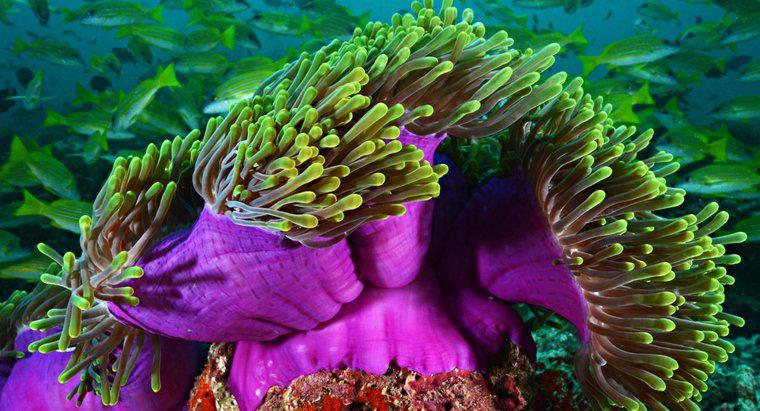 ¿Qué formas de reproducción utiliza la anémona de mar?