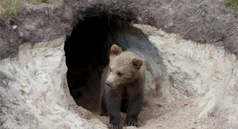 ¿Los osos viven en cuevas?