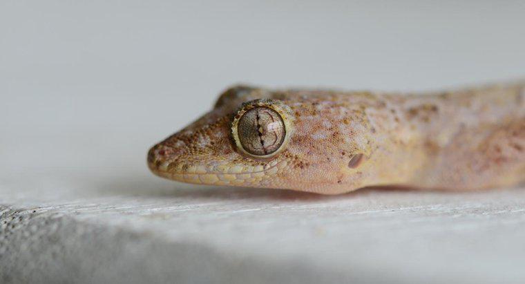 ¿Cuánto tiempo viven los geckos?