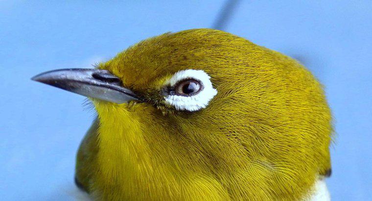 ¿Los pájaros son ciegos al color?