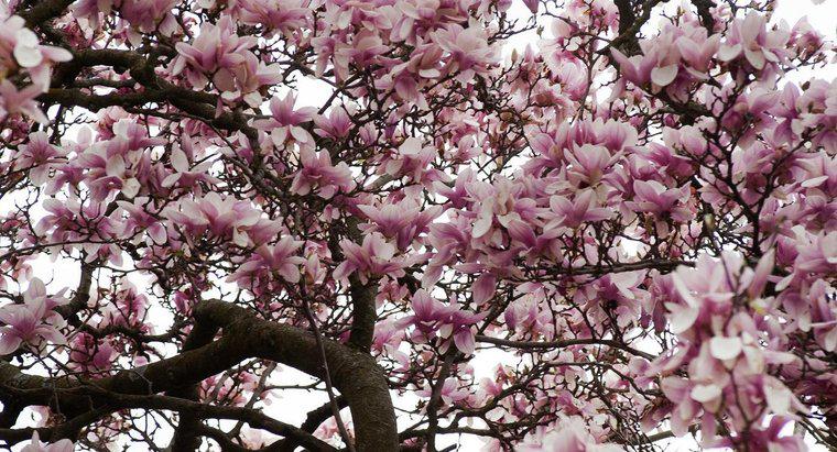 ¿Qué impide que los árboles de magnolia florezcan?