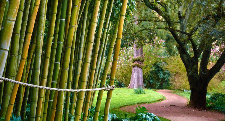 ¿Es el bambú venenoso para los humanos?