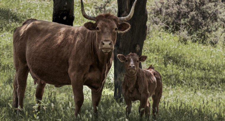 ¿Cuál es el nombre de una vaca bebé?