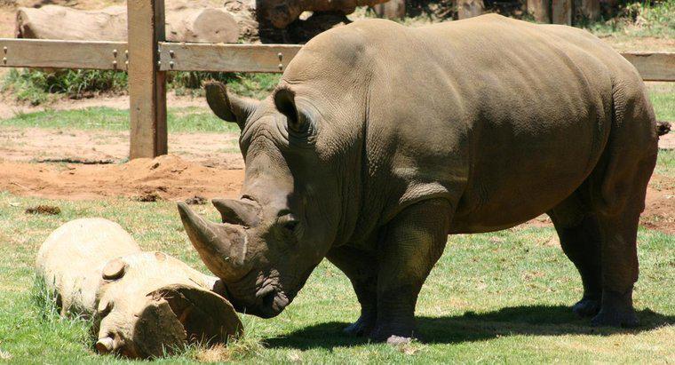 ¿Por qué los rinocerontes tienen piel gruesa?