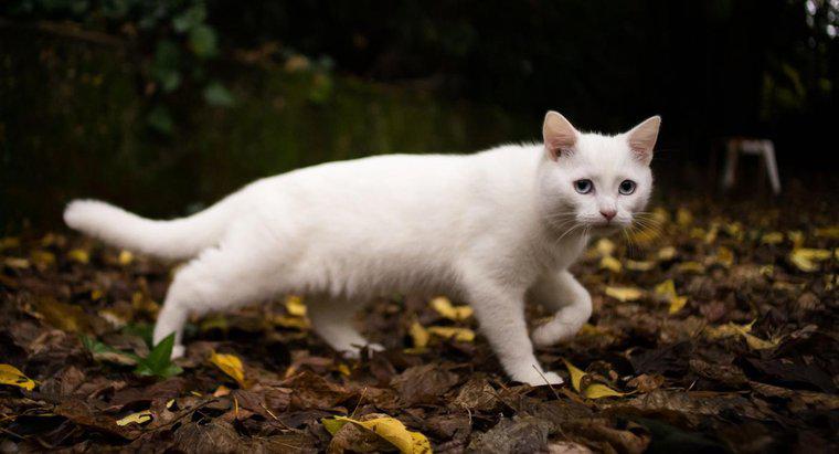 ¿Qué simboliza un gato blanco?