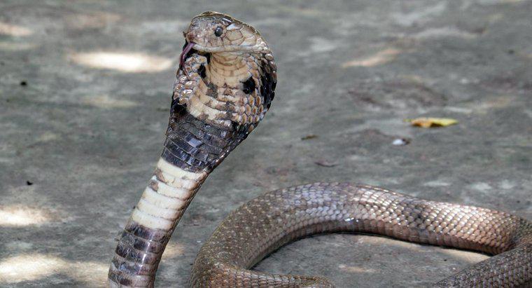 ¿Cuántas especies de cobras hay?