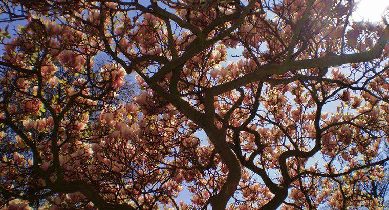 ¿Qué tan rápido crece un árbol de magnolia?