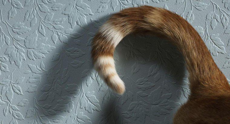 ¿Qué significa cuando un gato menea su cola?