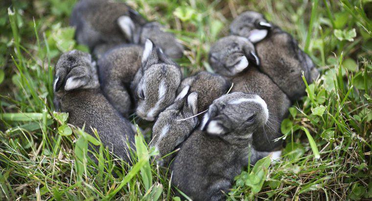¿Cuánto dura el embarazo de un conejo?