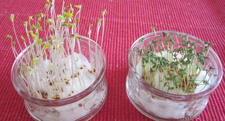 ¿Cuánto tiempo tardan en germinar las semillas de berro?