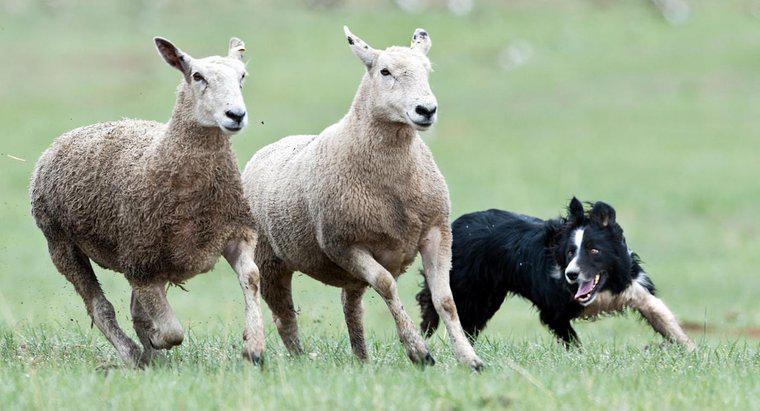 ¿Cuáles son las diferentes razas de perros pastor?