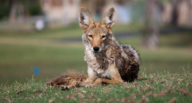 ¿Qué animal come coyotes?