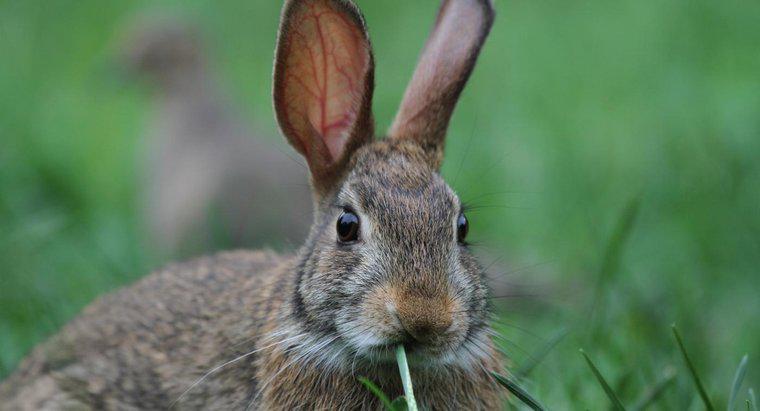 ¿Qué sonido hace un conejo?