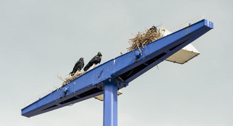 ¿Dónde construyen los cuervos sus nidos?