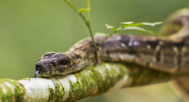 ¿Qué tipos de plantas repelen a las serpientes?