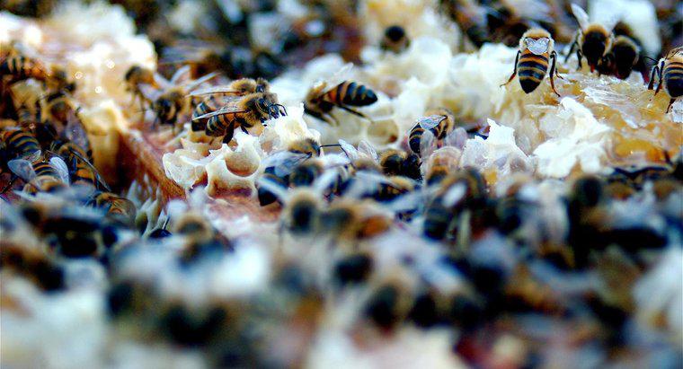 ¿Cómo se comunican las abejas?