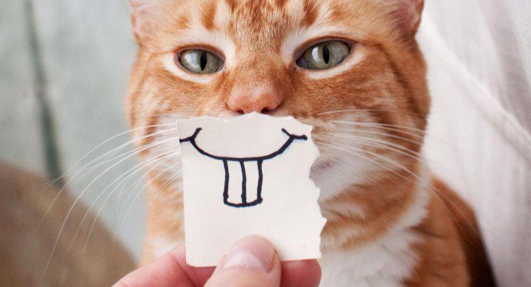 ¿Pueden los gatos sonreír?