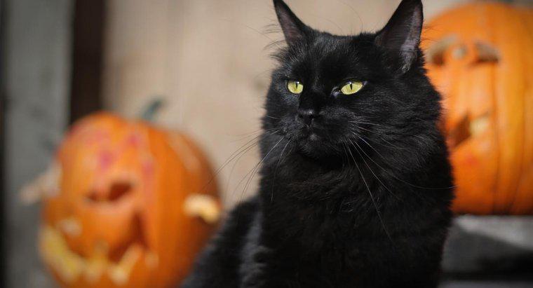 ¿Cuáles son algunos nombres buenos gato de Halloween?