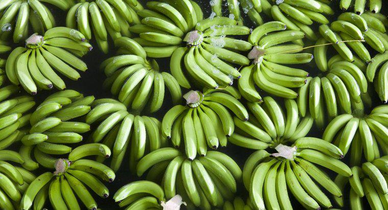 ¿Cómo maduran los plátanos durante la noche?