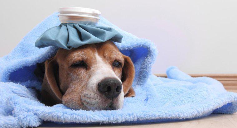 ¿Qué le das a un perro con fiebre?