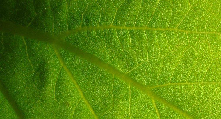 ¿Cuál es la importancia de la fotosíntesis en la vida?