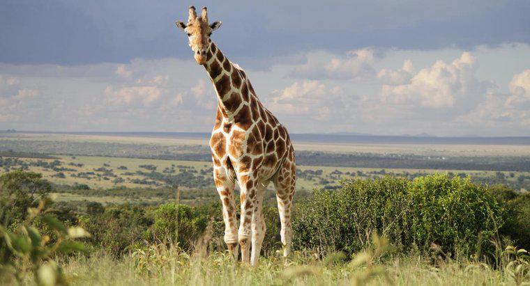 ¿Cuáles son los depredadores y presas de la jirafa?