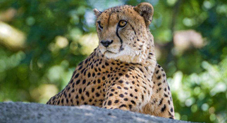 ¿Cuánto tiempo vive un guepardo?