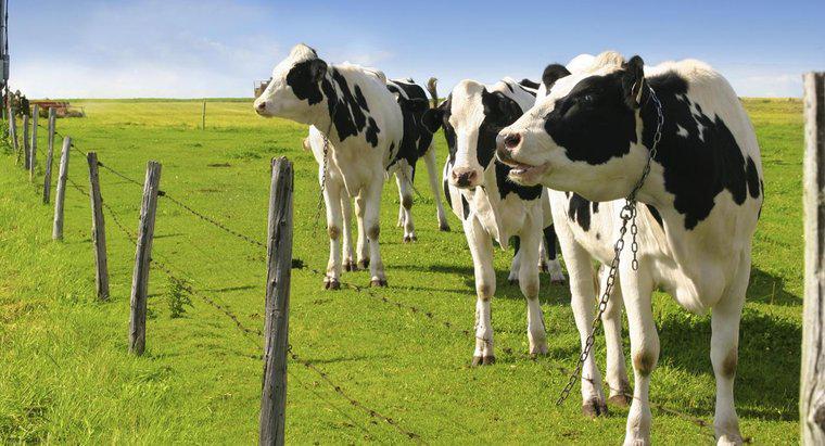 ¿Cuánta leche produce una vaca Holstein?