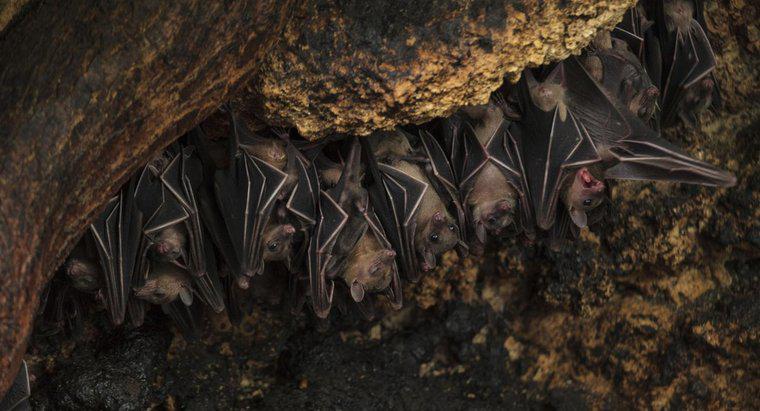 ¿Los murciélagos hibernan y migran?
