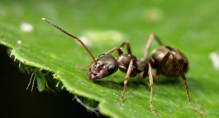 ¿Canela mata a las hormigas?