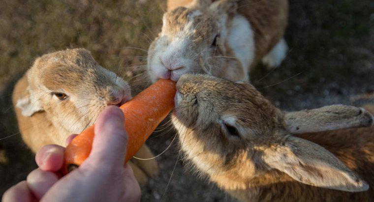 ¿Se puede permitir que los conejos machos y hembras vivan juntos?