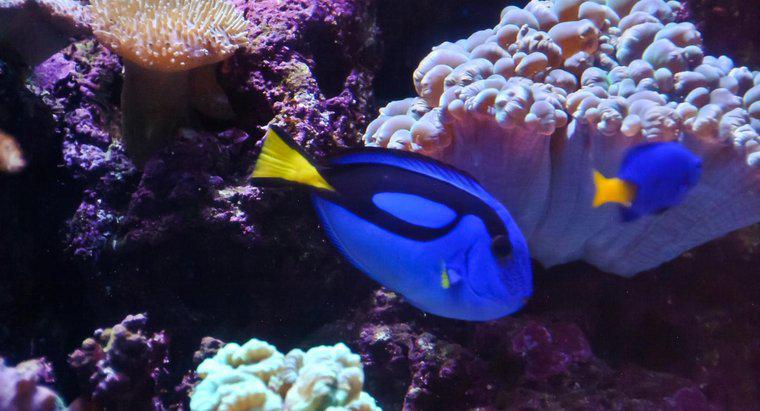 ¿Qué tipo de pez es Dory de encontrar a Nemo?
