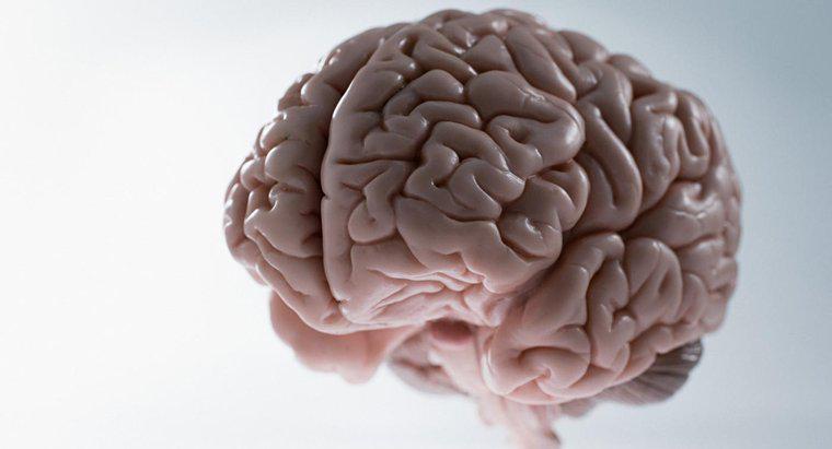 ¿Cuál es el peso promedio del cerebro humano?