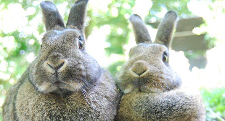 ¿Los conejos son herbívoros?
