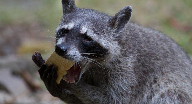 ¿Qué comen los mapaches?