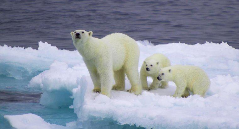 ¿Qué es el nicho ecológico del oso polar?