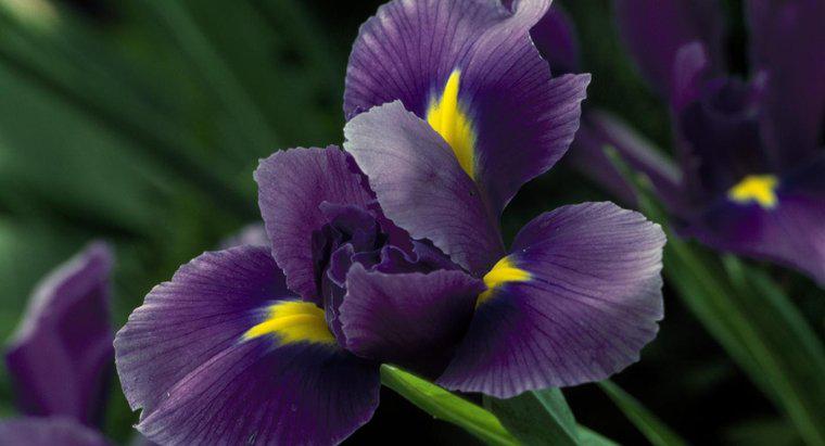 ¿Cuándo florecen las flores de iris?