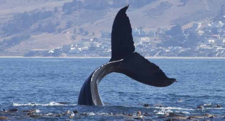 ¿Cómo se llama un grupo de ballenas?