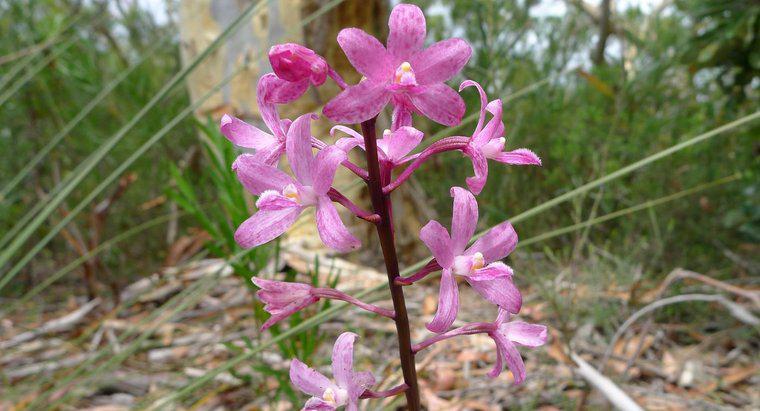 ¿Qué come las orquídeas en la selva tropical?