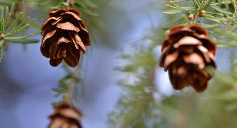 ¿Cuál es la diferencia entre los conos de pino masculino y femenino?