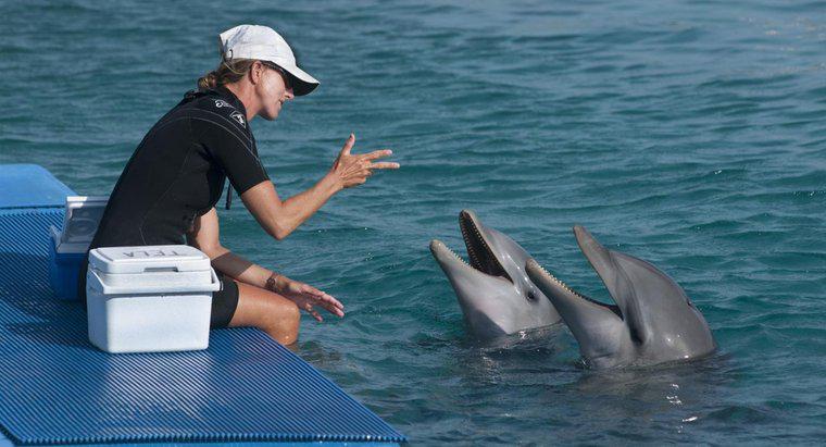 ¿Cómo hablan los delfines?