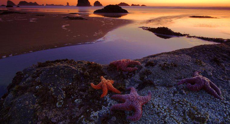 ¿Cuál es la función de las espinas de una estrella de mar?