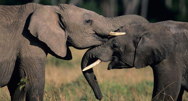¿Qué simbolizan los elefantes?