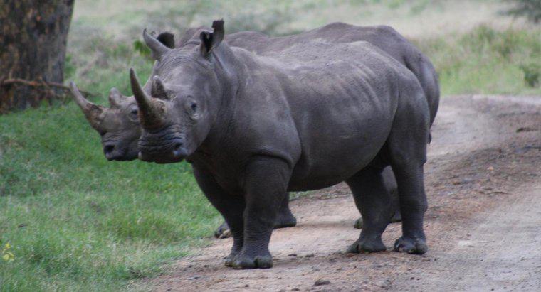 ¿Qué comen los rinocerontes?