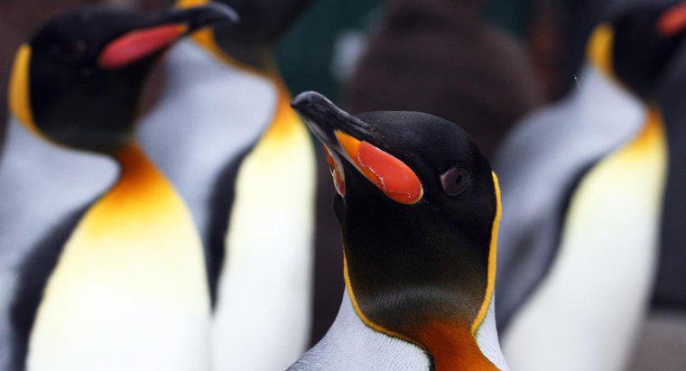¿Qué comen los pingüinos rey?