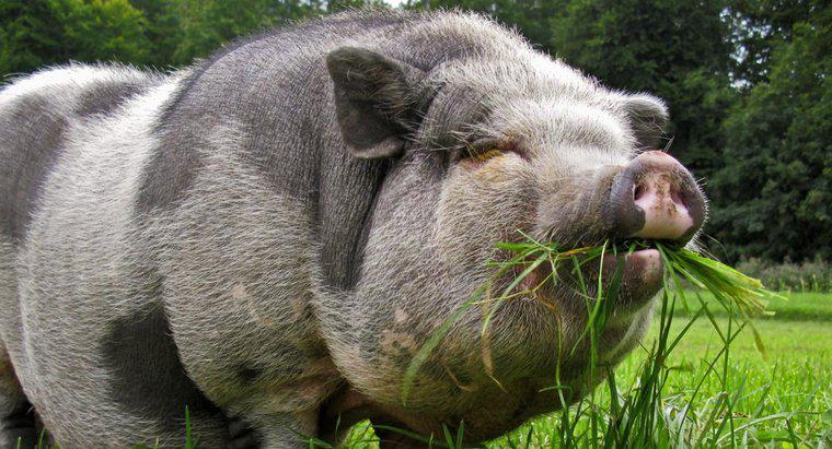 ¿Qué comen los cerdos barrigones?