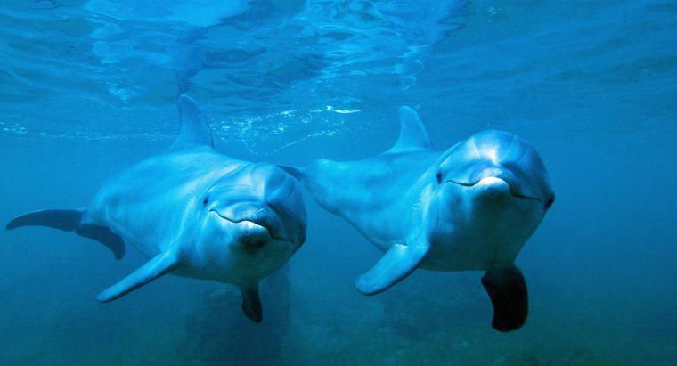 ¿Cómo se reproducen los delfines mulares?